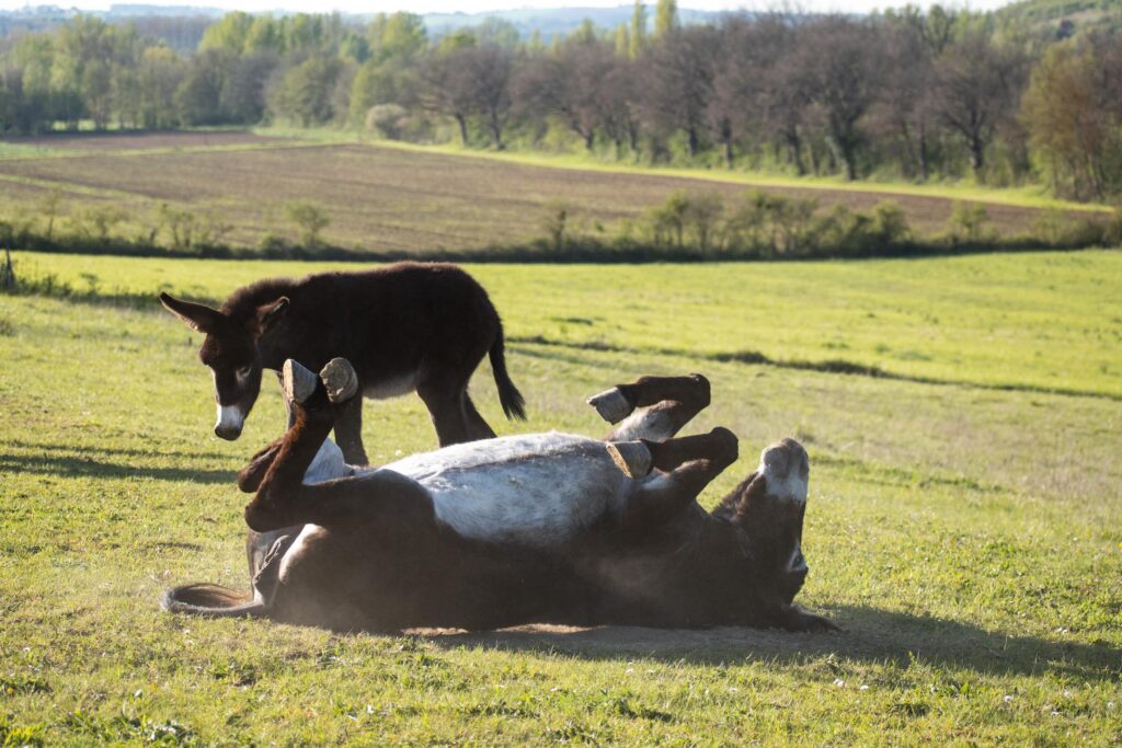 Stage à la ferme asinerie en Ariège