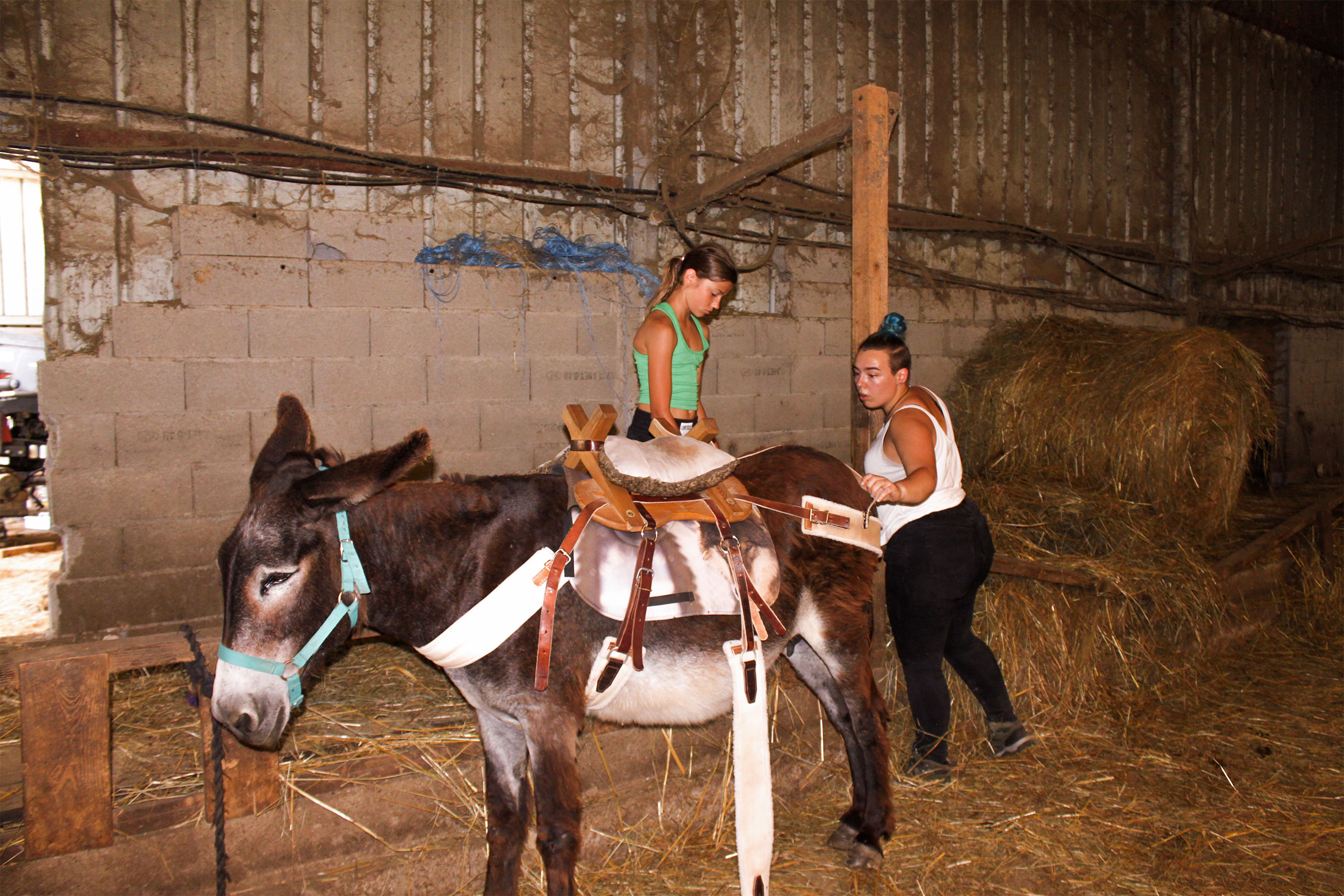 Stage à la ferme asinerie ferme ânes Ariège